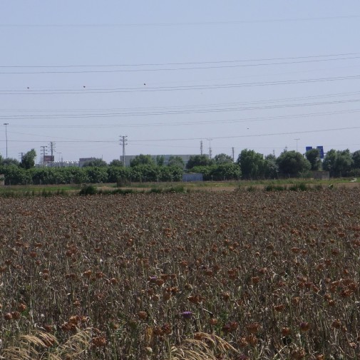 Dried artichoke field at Parc Agrari del Baix Llobregat, Barcelona